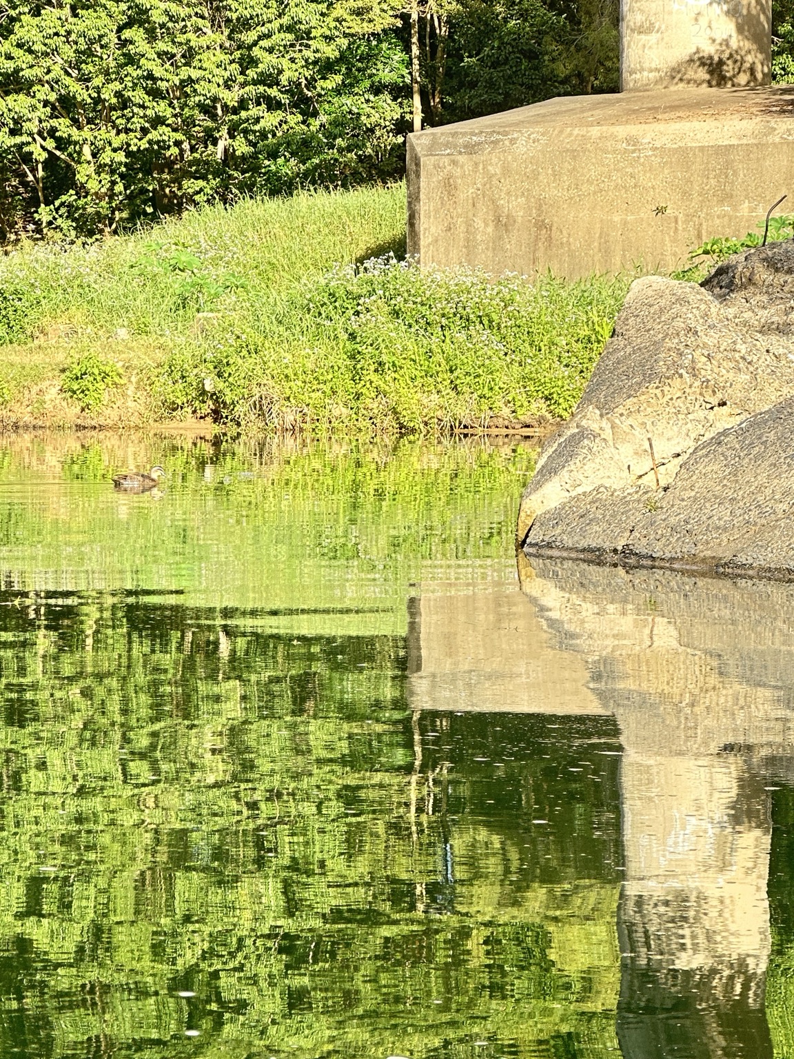 Duck swimming beside reflections on the Pioneer River