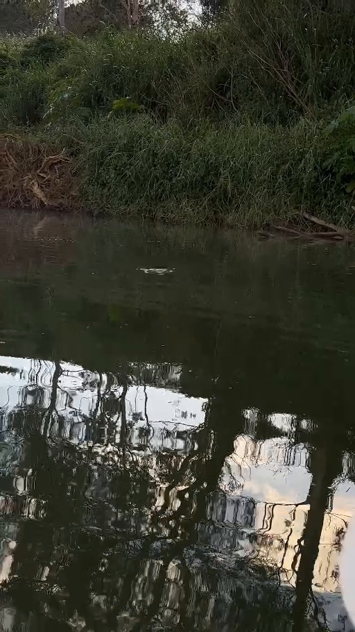 A close river encounter