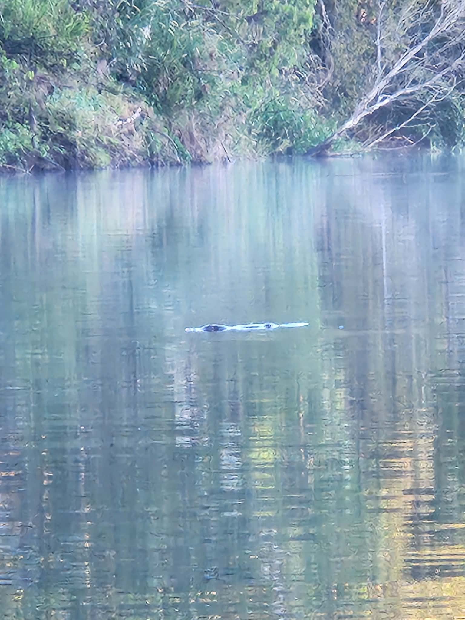 A real platypus surfacing on the Pioneer River