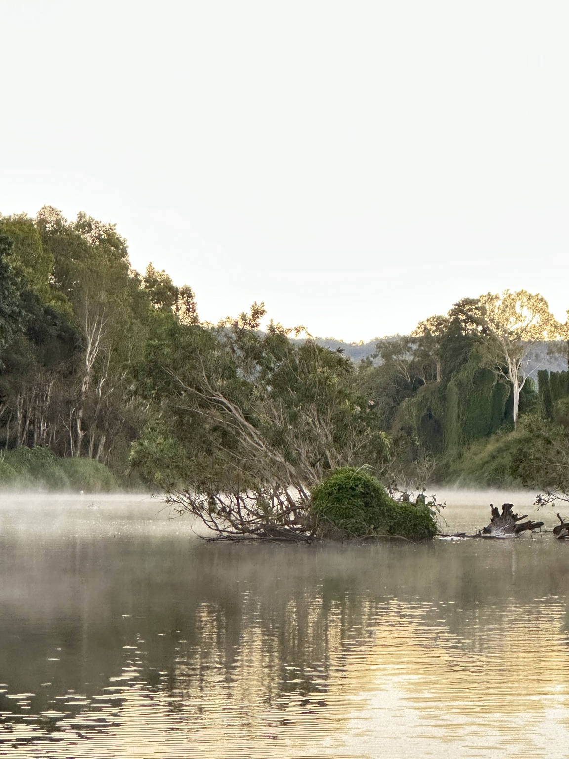 Morning mist drifting around a small river island