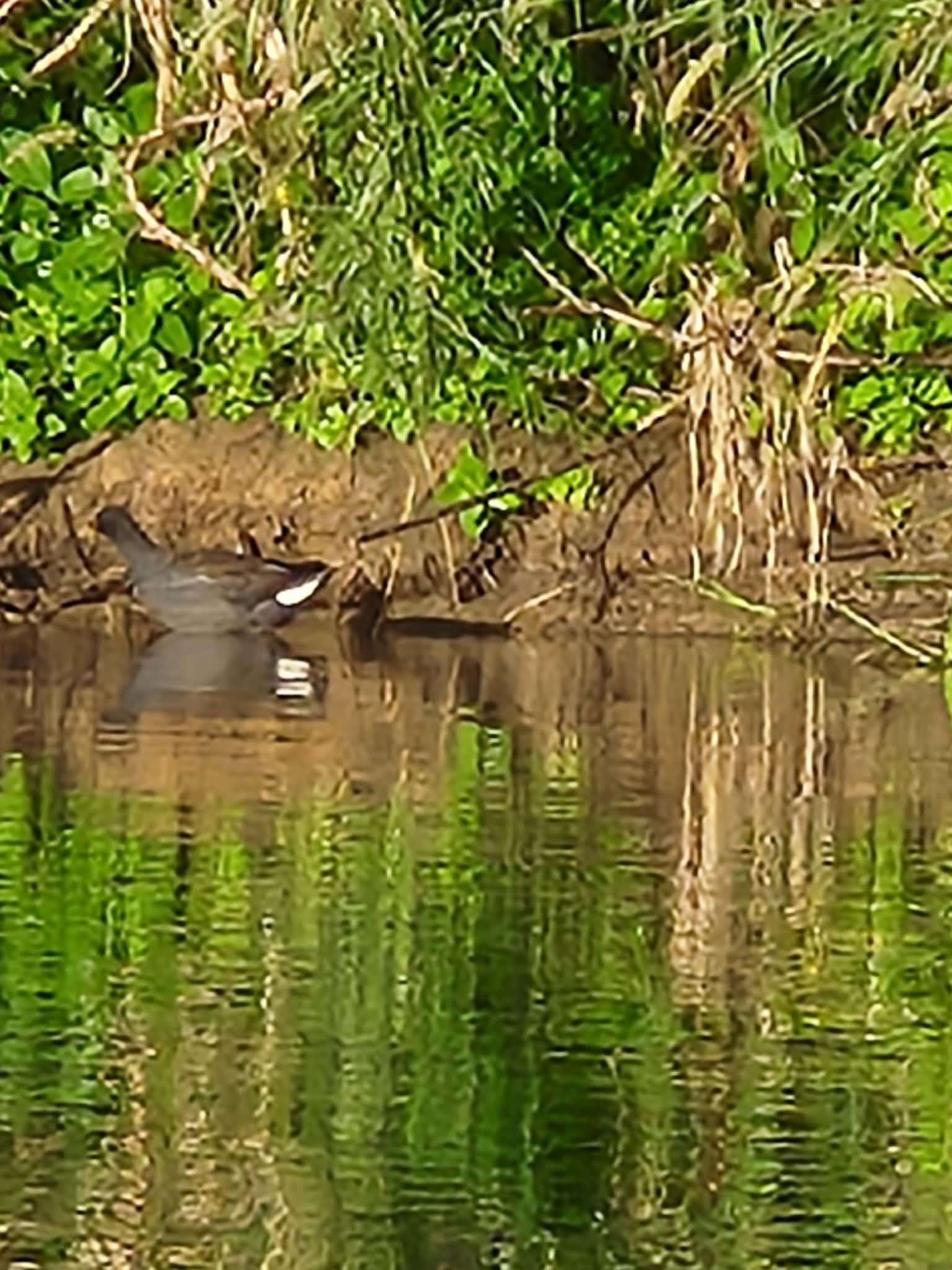 The watchful pelican of the Pioneer River